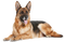 German Shepherd Dog PNG High Quality Image