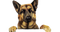 German Shepherd Dog PNG Image HD