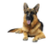 German Shepherd Dog PNG Image