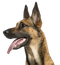 German Shepherd Dog PNG Images