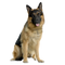 German Shepherd Dog PNG Photo