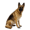 German Shepherd Dog PNG Pic