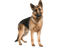 German Shepherd Dog PNG Picture