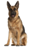 German Shepherd Dog PNG Transparent HD Photo