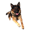 German Shepherd Dog PNG