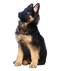 German Shepherd Dog Transparent