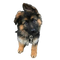 German Shepherd Puppy PNG Clipart