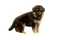 German Shepherd Puppy PNG File