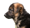 German Shepherd Puppy PNG Free Download