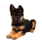 German Shepherd Puppy PNG Picture