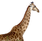 Giraffe Download PNG