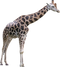 Giraffe Free PNG Image