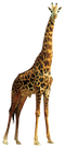 Giraffe High Quality PNG