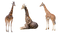 Giraffe PNG File