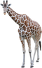 Giraffe PNG HD