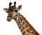 Giraffe PNG Pic