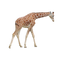 Giraffe PNG Picture