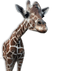 Giraffe Transparent