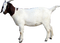 Goat Download PNG