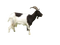 Goat Free Download PNG