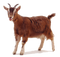 Goat Free PNG Image