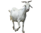 Goat PNG Clipart