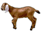 Goat PNG Image