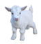 Goat PNG Pic