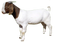 Goat PNG