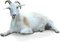 Goat Transparent