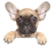 Golden French Bulldog PNG Clipart