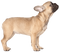 Golden French Bulldog PNG Image