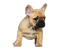 Golden French Bulldog PNG