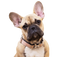 Golden French Bulldog Transparent