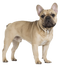 Golden French Bulldog