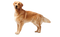 Golden Retriever Dog PNG Free Download