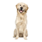 Golden Retriever Dog PNG Image