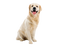 Golden Retriever Dog PNG