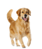 Golden Retriever Dog Transparent