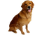 Golden Retriever Dog