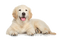 Golden Retriever PNG Clipart