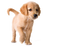 Golden Retriever PNG Download Image