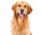 Golden Retriever PNG File Download Free