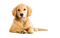 Golden Retriever PNG File