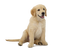 Golden Retriever PNG Free Download