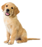 Golden Retriever PNG Free Image