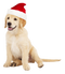 Golden Retriever PNG HD Image