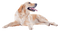 Golden Retriever PNG High Quality Image