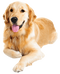 Golden Retriever PNG Image File