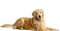 Golden Retriever PNG Image HD